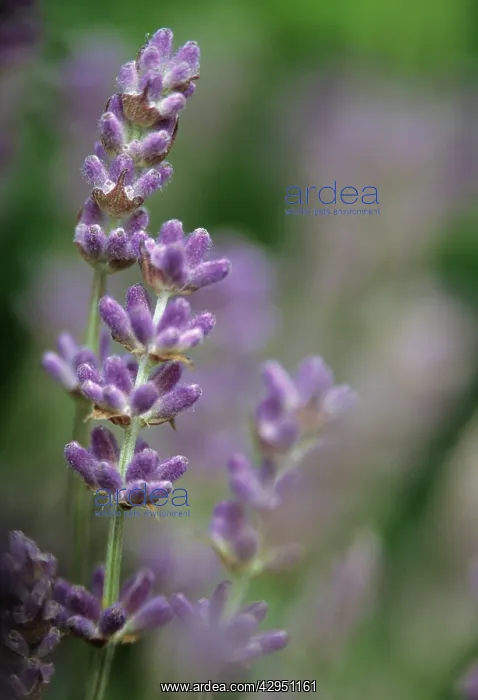 : Lavender, Lavandula augustifolia : Lavender, Lavandula augustifolia