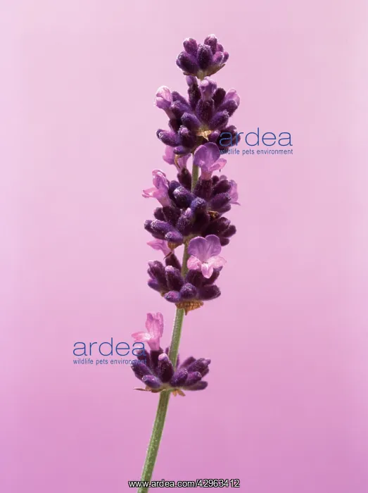 : Lavender, Lavandula augustifolia : Lavender, Lavandula augustifolia