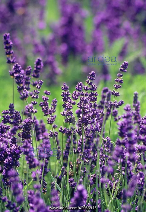 : Lavender, Lavandula augustifolia : Lavender, Lavandula augustifolia