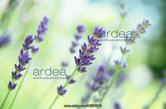 : Lavender, Lavandula augustifolia : Lavender, Lavandula augustifolia