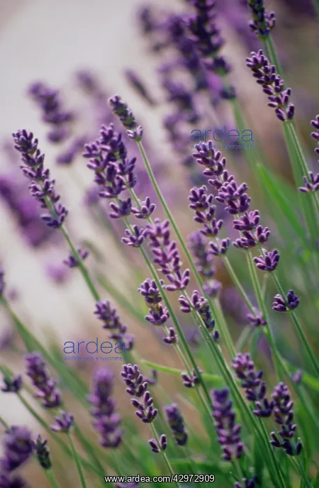 : Lavender, Lavandula augustifolia : Lavender, Lavandula augustifolia