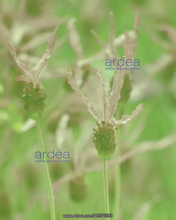 : Lavender, French lavender, Lavandula stoechas : Lavender, French lavender, Lavandula stoechas