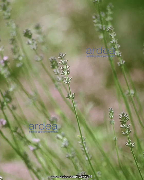 : Lavender, Lavandula augustifolia : Lavender, Lavandula augustifolia