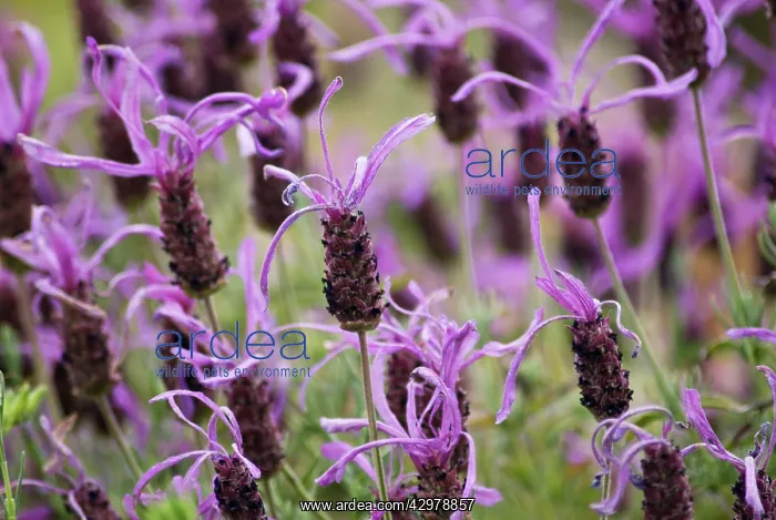: Lavender, Lavandula stoechas Papillon : Lavender, Lavandula stoechas Papillon