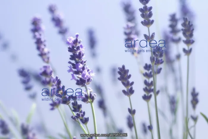: Lavender, Lavandula augustifolia : Lavender, Lavandula augustifolia