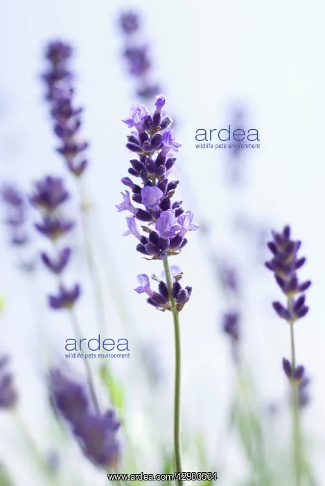 : Lavender, Lavandula augustifolia : Lavender, Lavandula augustifolia