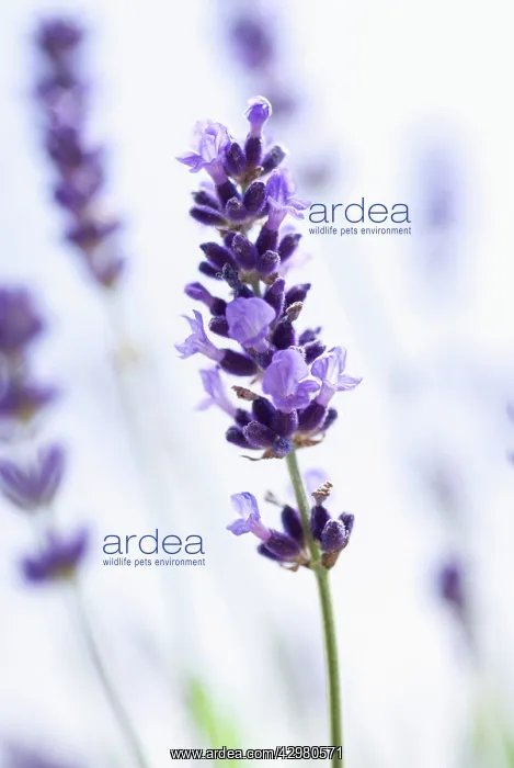 : Lavender, Lavandula augustifolia : Lavender, Lavandula augustifolia