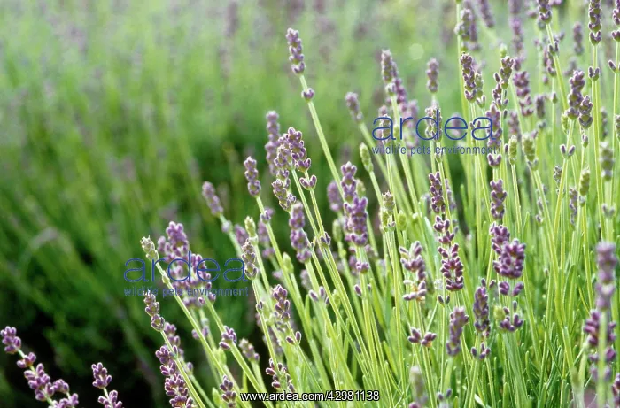 : Lavender, Lavandula augustifolia : Lavender, Lavandula augustifolia