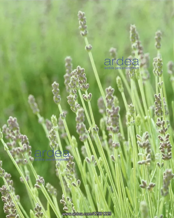 : Lavender, Lavandula augustifolia : Lavender, Lavandula augustifolia