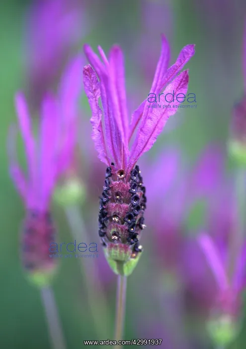 : Lavender, French lavender, Lavandula stoechas : Lavender, French lavender, Lavandula stoechas