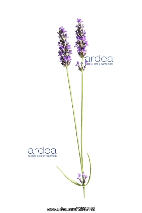 : Lavender, Lavandula augustifolia : Lavender, Lavandula augustifolia