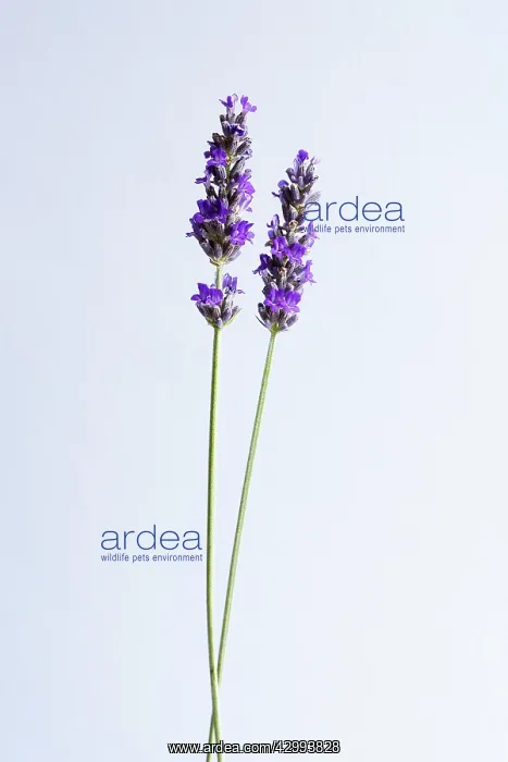 : Lavender, Lavandula augustifolia : Lavender, Lavandula augustifolia