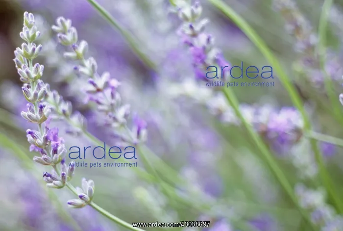 : Lavender, Lavandula augustifolia : Lavender, Lavandula augustifolia