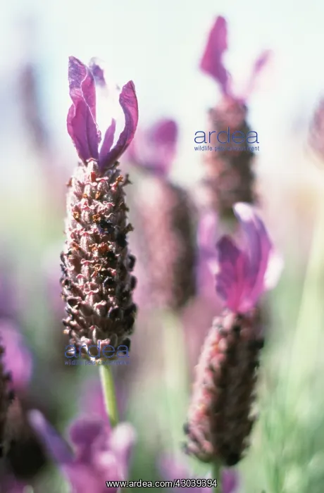 : Lavender, French lavender, Lavandula stoechas : Lavender, French lavender, Lavandula stoechas