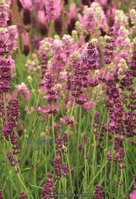 : Lavender, Lavandula augustifolia Gem : Lavender, Lavandula augustifolia Gem
