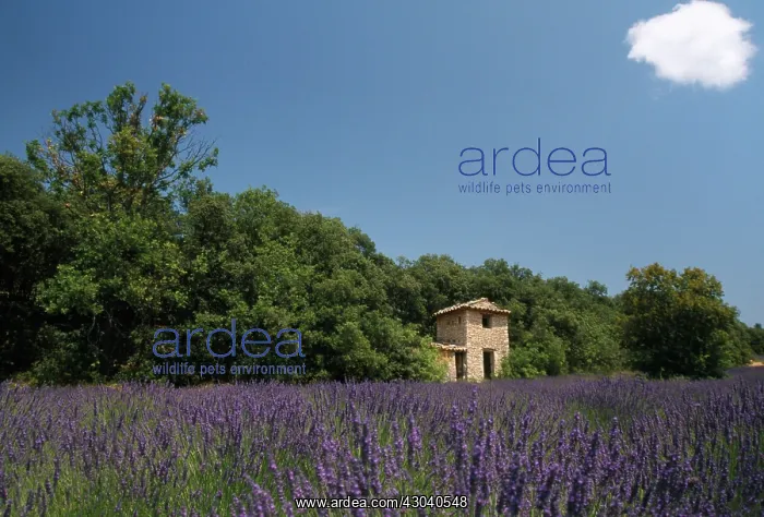 : Lavender, Lavandula angustifolia : Lavender, Lavandula angustifolia