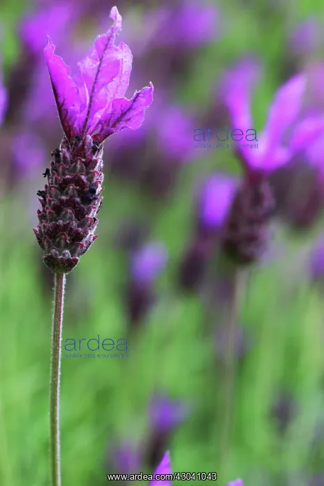 : Lavender, French lavender, Lavandula stoechas : Lavender, French lavender, Lavandula stoechas
