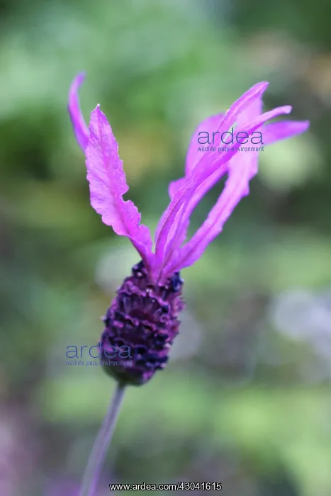 : Lavender, Lavandula stoechas Papillon : Lavender, Lavandula stoechas Papillon