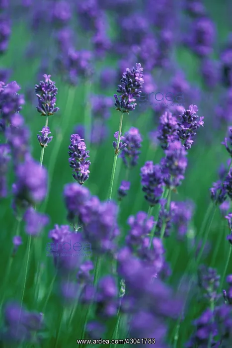 : Lavender, Lavandula augustifolia Holgate : Lavender, Lavandula augustifolia Holgate