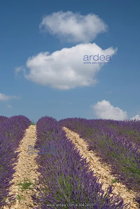 : Lavender, Lavandula angustifolia : Lavender, Lavandula angustifolia