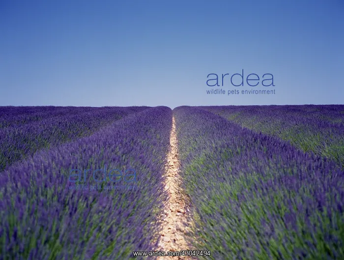 : Lavender, Lavandula angustifolia : Lavender, Lavandula angustifolia