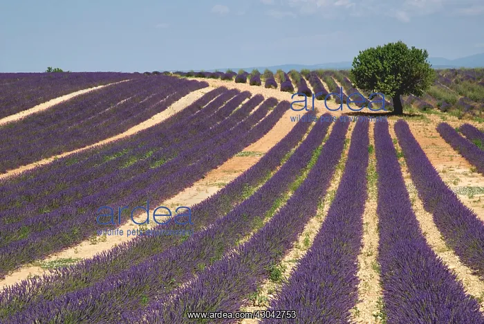 : Lavender, Lavandula angustifolia : Lavender, Lavandula angustifolia