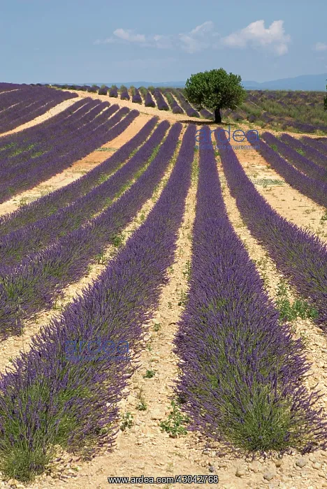 : Lavender, Lavandula angustifolia : Lavender, Lavandula angustifolia
