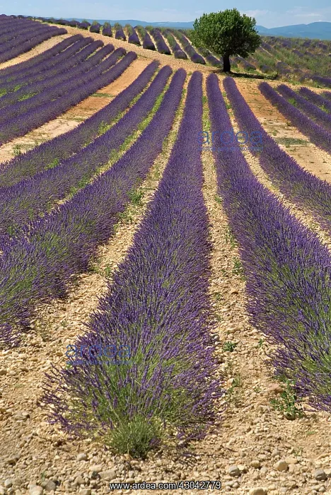 : Lavender, Lavandula angustifolia : Lavender, Lavandula angustifolia