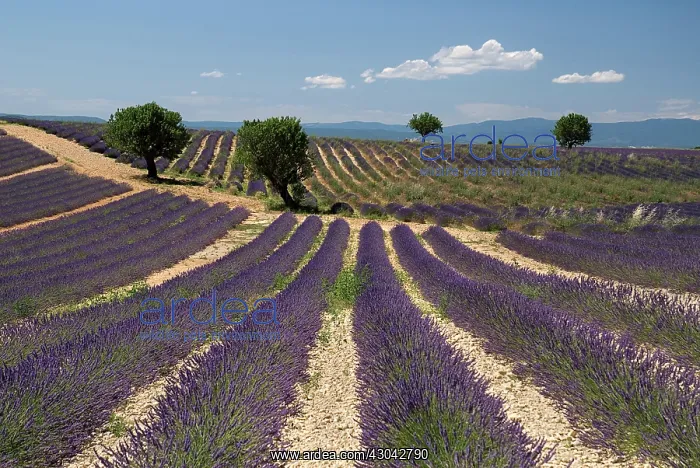 : Lavender, Lavandula angustifolia : Lavender, Lavandula angustifolia