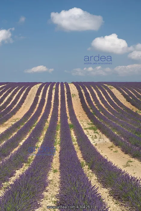 : Lavender, Lavandula angustifolia : Lavender, Lavandula angustifolia