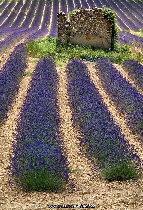 : Lavender, Lavandula angustifolia : Lavender, Lavandula angustifolia