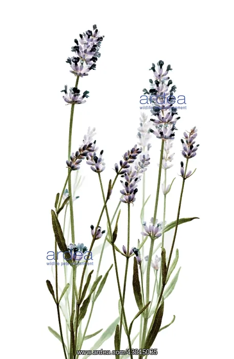 : Lavender, Lavandula augustifolia : Lavender, Lavandula augustifolia