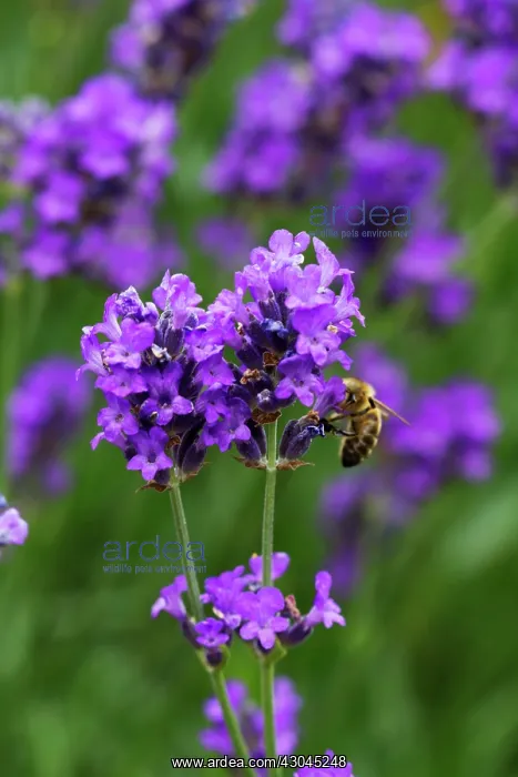 : Lavender, Lavandula augustifolia : Lavender, Lavandula augustifolia