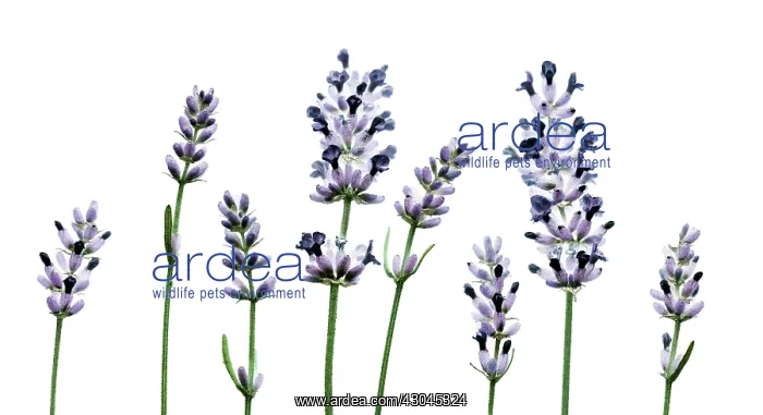 : Lavender, Lavandula augustifolia : Lavender, Lavandula augustifolia