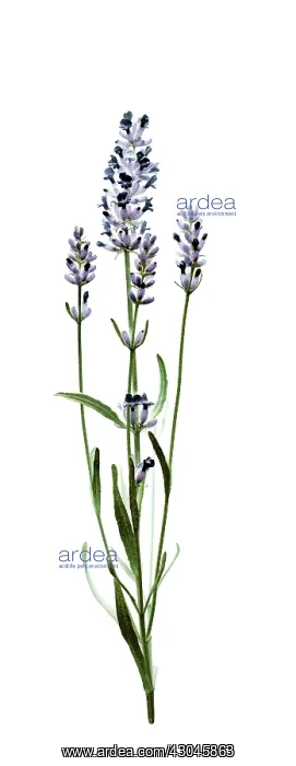 : Lavender, Lavandula augustifolia : Lavender, Lavandula augustifolia