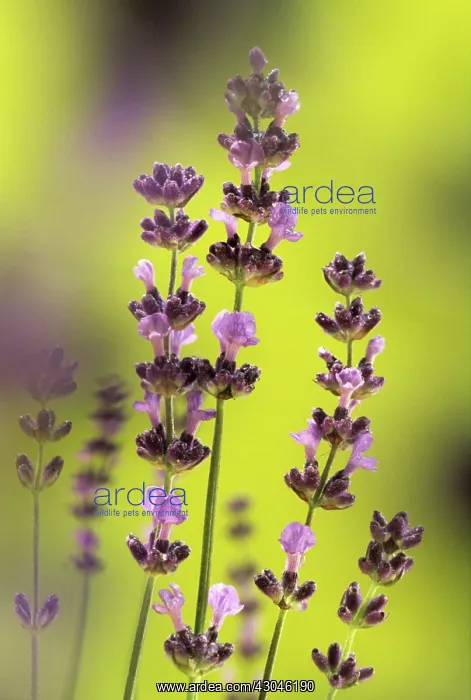 : Lavender, Lavandula augustifolia : Lavender, Lavandula augustifolia