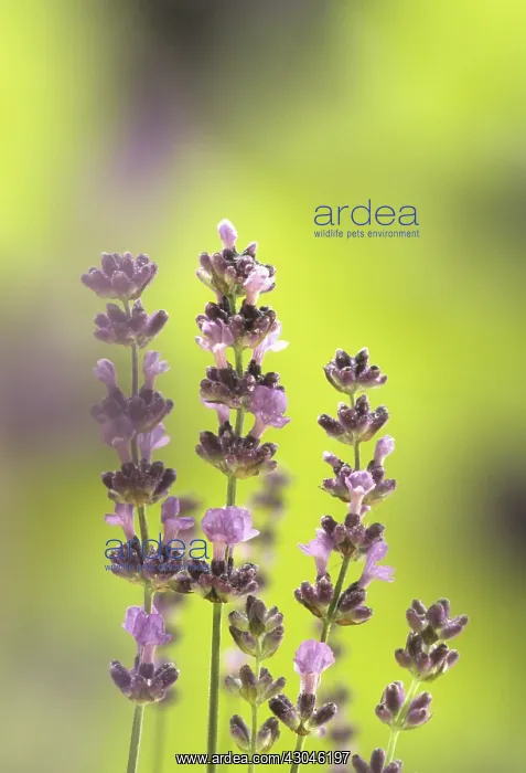 : Lavender, Lavandula augustifolia : Lavender, Lavandula augustifolia