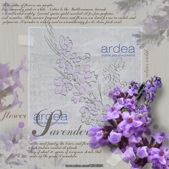 : Lavender, Lavandula augustifolia : Lavender, Lavandula augustifolia