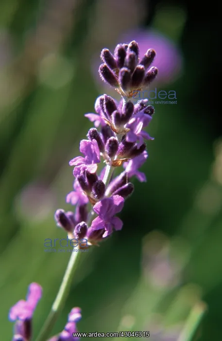 : Lavender, Lavandula augustifolia : Lavender, Lavandula augustifolia