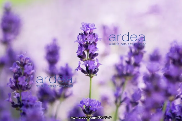 : Lavender, Lavandula augustifolia : Lavender, Lavandula augustifolia
