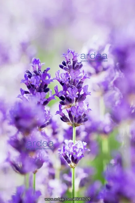 : Lavender, Lavandula augustifolia : Lavender, Lavandula augustifolia