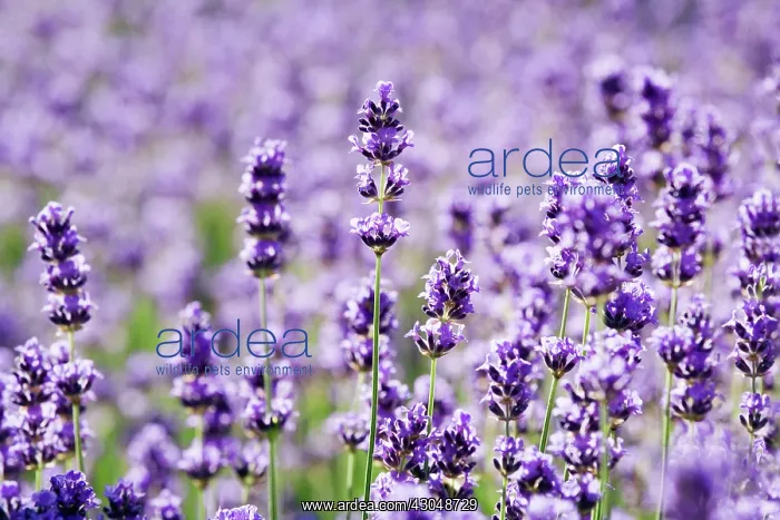 : Lavender, Lavandula augustifolia : Lavender, Lavandula augustifolia