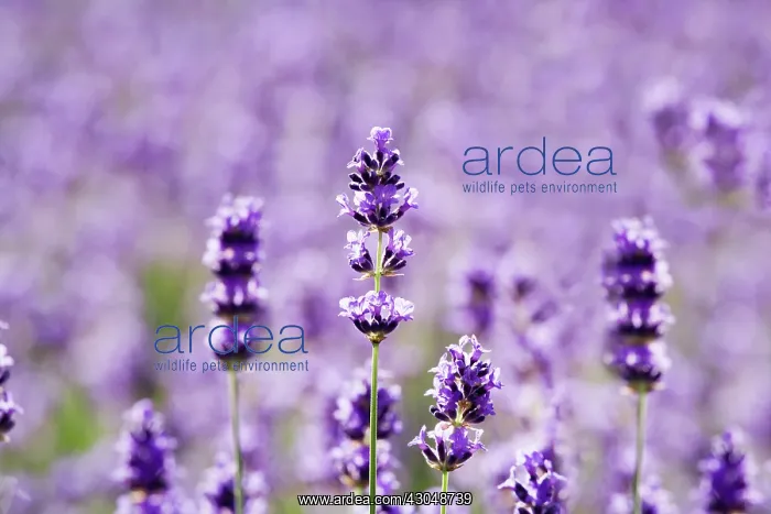 : Lavender, Lavandula augustifolia : Lavender, Lavandula augustifolia