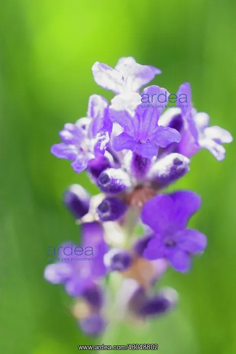 : Lavender, Lavandula augustifolia : Lavender, Lavandula augustifolia