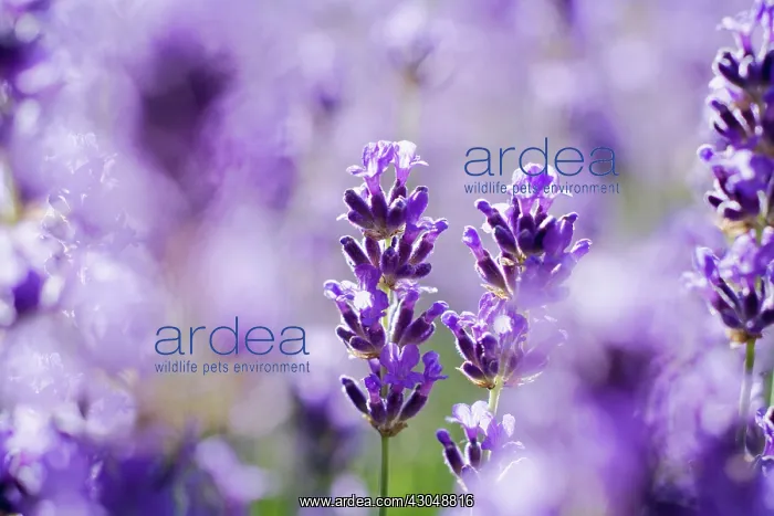 : Lavender, Lavandula augustifolia : Lavender, Lavandula augustifolia