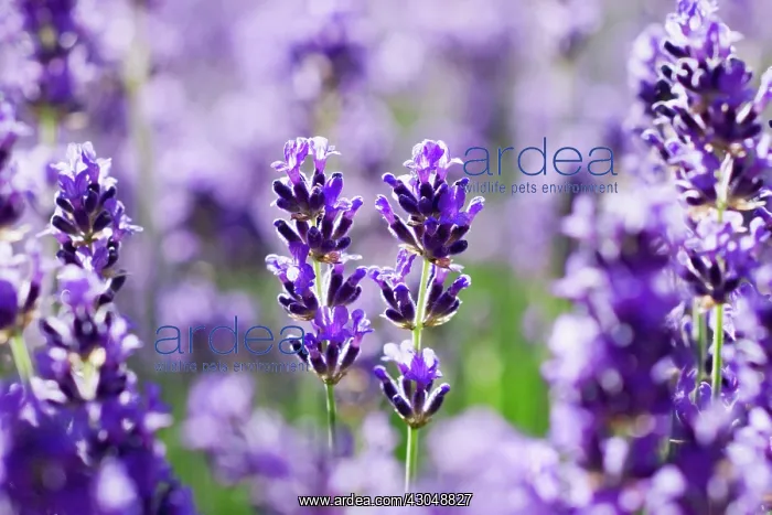 : Lavender, Lavandula augustifolia : Lavender, Lavandula augustifolia