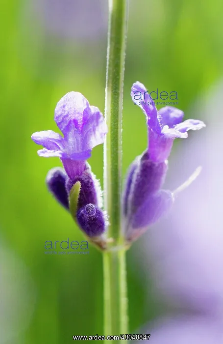 : Lavender, Lavandula augustifolia : Lavender, Lavandula augustifolia