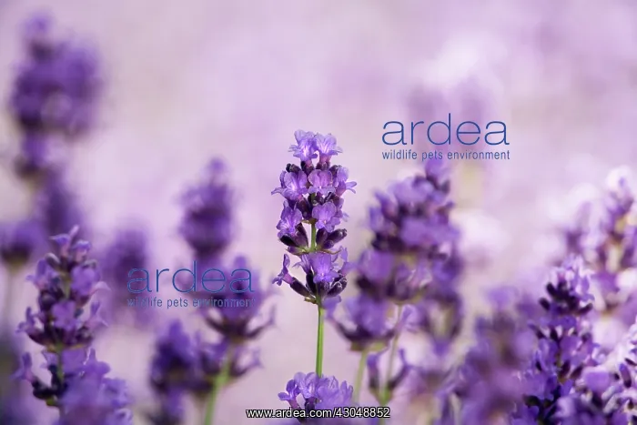 : Lavender, Lavandula augustifolia : Lavender, Lavandula augustifolia