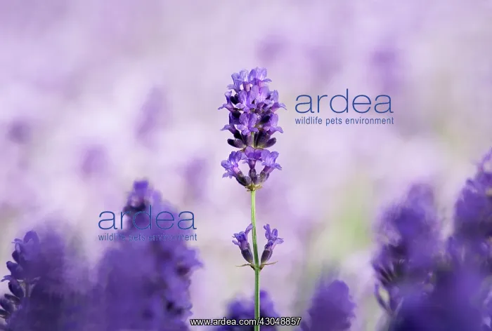 : Lavender, Lavandula augustifolia : Lavender, Lavandula augustifolia