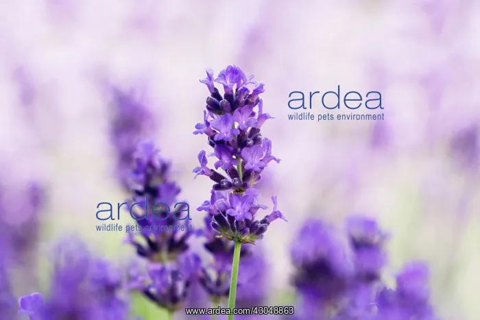 : Lavender, Lavandula augustifolia : Lavender, Lavandula augustifolia